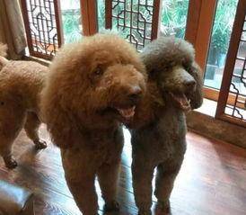 明星和狗狗合影,狗狗合影背后的温馨瞬间