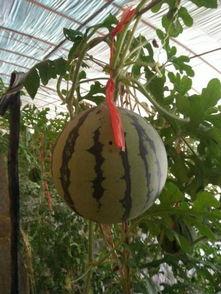 术后可以吃吊瓜吗