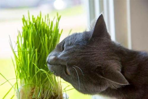 带你吃瓜解说猫老鼠