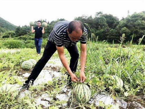 井下吃瓜,揭秘矿工的“清凉一夏”