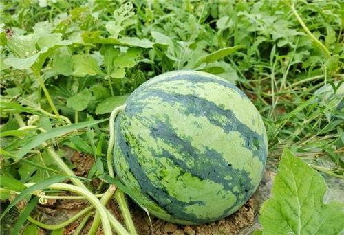 新吃的瓜,揭秘网红美食背后的故事