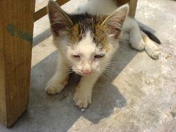 头条旅游拍摄猫咪视频,跟随头条旅游镜头捕捉猫咪的悠闲时光